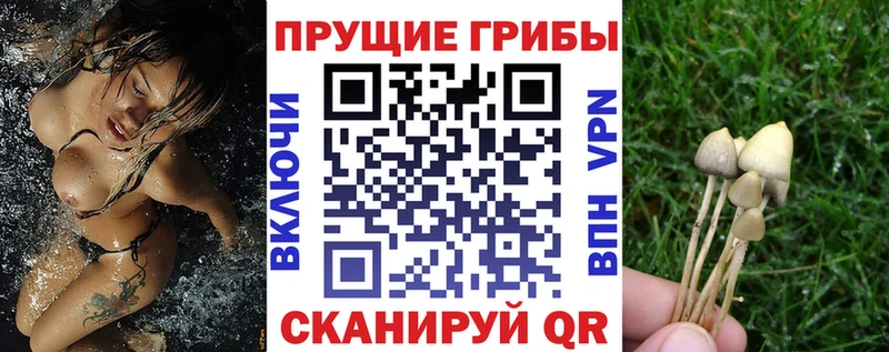 Псилоцибиновые грибы Psilocybe  цены наркотик  Суджа 